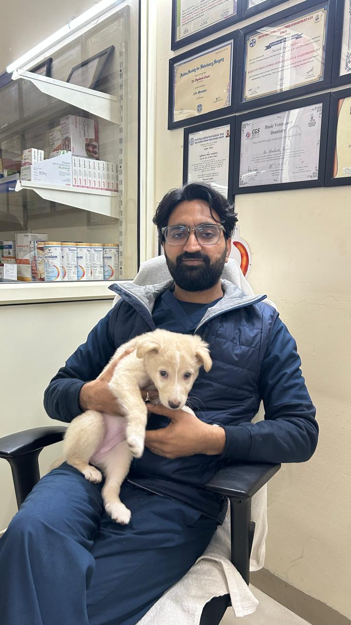 Dr. Shashank Goyal performing a gentle health examination on a pet dog at Blue Coat Vet Sushant Lok